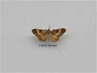 藏品(中國蛾類)的圖片